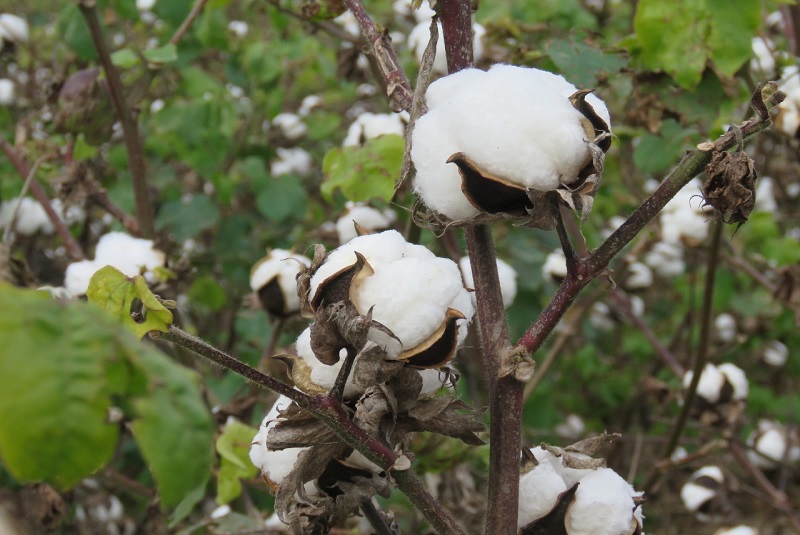 Cultivo de algodón: Desde la siembra hasta la recolección, todo lo